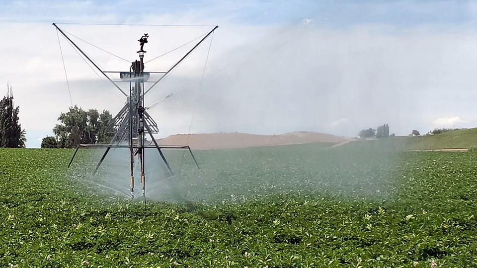 Center pivot irrigation on potatoes