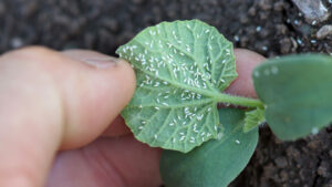 Helpful Tips for Whitefly Management in Melons
