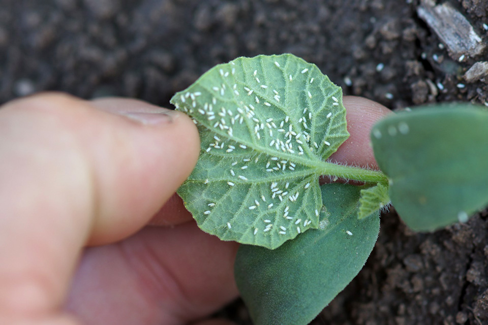 Helpful Tips for Whitefly Management in Melons