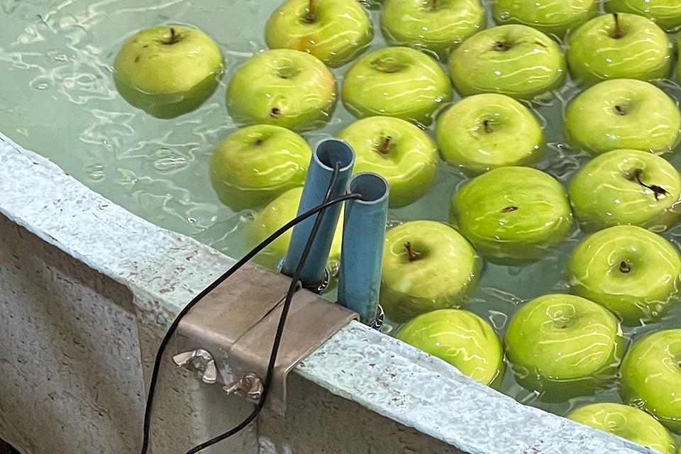 Postharvest Water Management: Why This Doesn’t Have To Be So Difficult