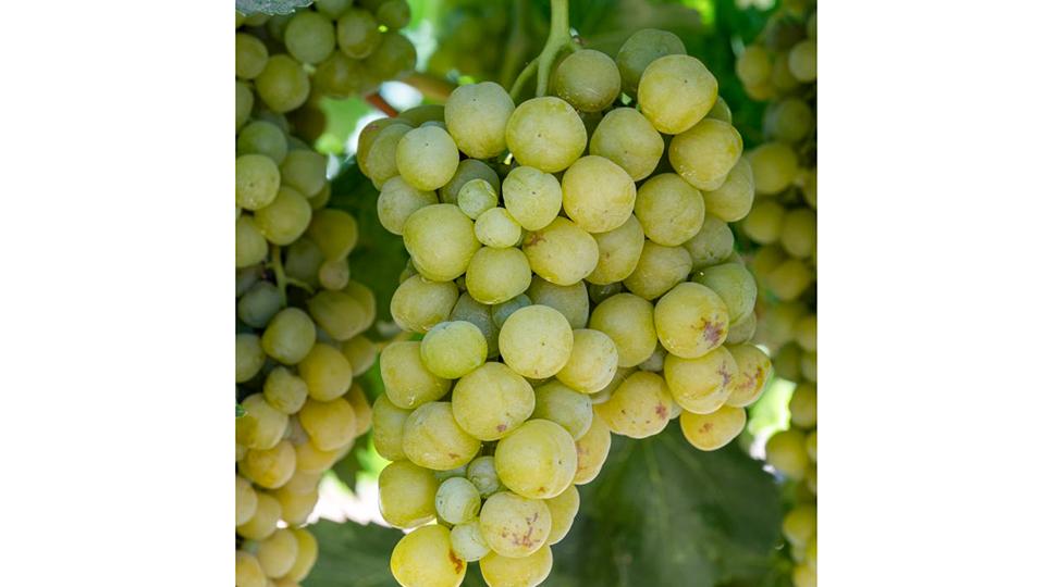 How To Increase Your Yield of Natural Dry-On-Vine Raisins