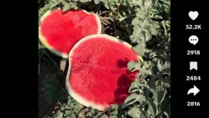Watch This! New Dark Green Watermelon Varieties Take TikTok by Storm