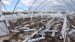 Financial Help on the Way to Growers Hit by Idalia