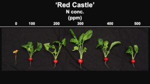How Mineral Nutrition Can Impact Radishes Grown Indoors
