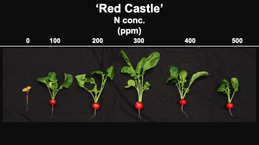 How Mineral Nutrition Can Impact Radishes Grown Indoors
