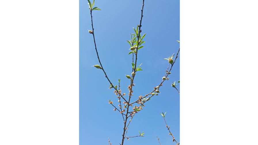 Symptoms of too little chill hours on peach tree