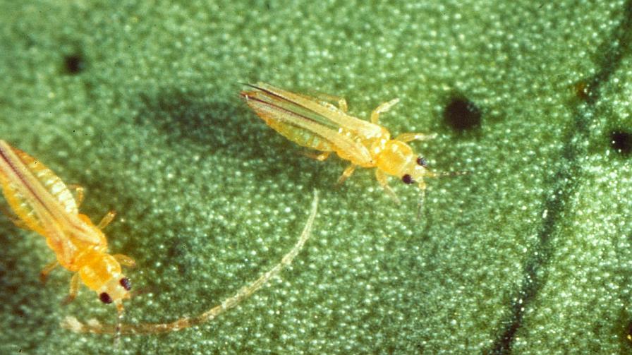 California Citrus Takes On and Deals With Big Hits From Thrips