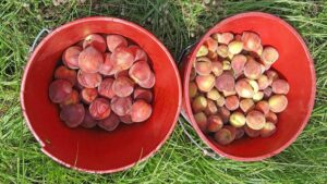 Navigating the Ups and Downs of Peach Production in the Southeast U.S.