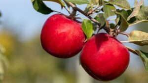 Big ‘Kudos’ to the Newest Apple Variety from the University of Minnesota