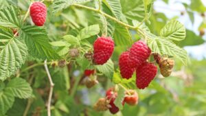 Cheers to This Outstanding Red Raspberry Breeding Program