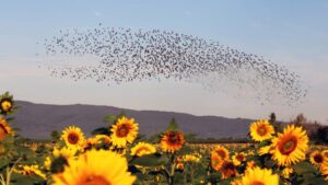 Targeting Birds That Give Fruit Growers the Most Trouble