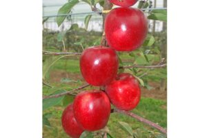 Story Brand INORED CV. (Brandt's Fruit Trees)