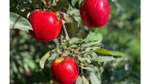 4 Fruit Varieties You Might Want To Add To Your Crop Portfolio