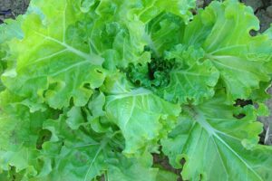 Tokyo Bekana (Terra Organics, Osborne Quality Seeds)