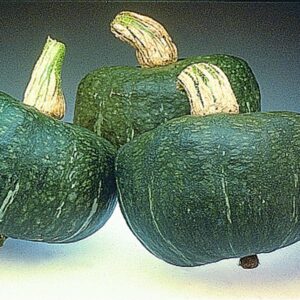 Autumn Cup (Rupp Seeds)