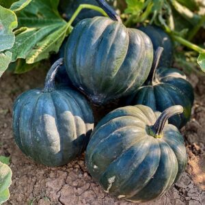 Bellorado (Colorado Seeds, Stokes Seeds Inc.)