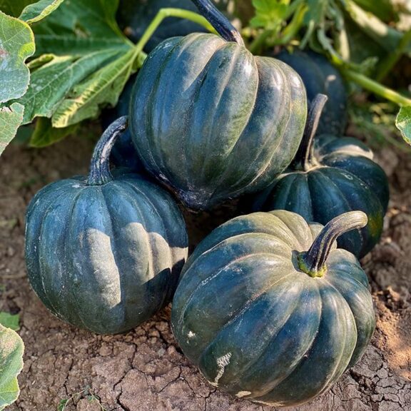 Bellorado (Colorado Seeds, Stokes Seeds Inc.)