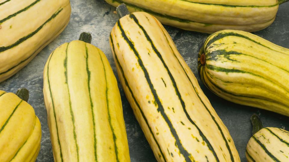 Delicata Bush (Seeds by Design)