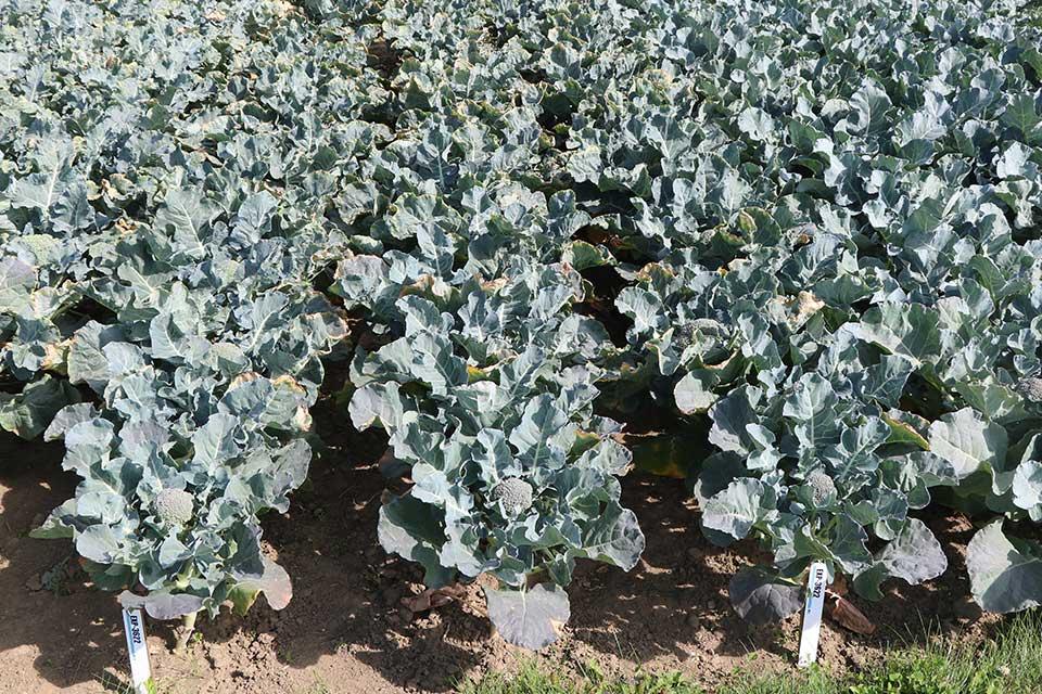 Eastern Broccoli Project plot
