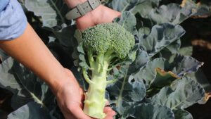 Wait for It! Eastern Broccoli Project Variety Not Yet Ready for Prime Time