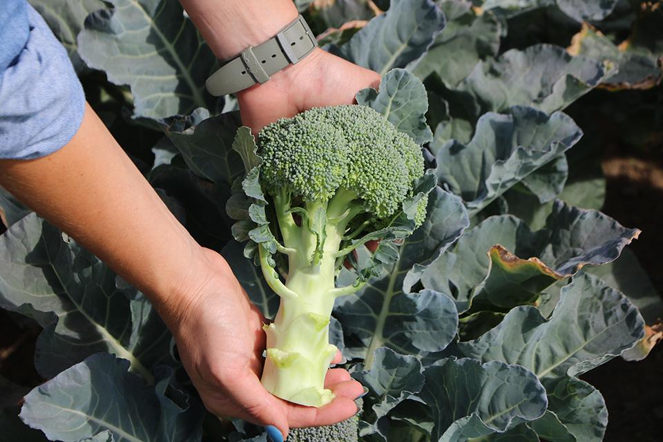 Wait for It! Eastern Broccoli Project Variety Not Yet Ready for Prime Time