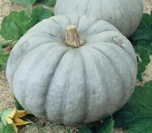 Jarradale (Terra Organics)
