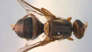 Another Exotic Pest Find in California? Say G’day to the Queensland Fruit Fly