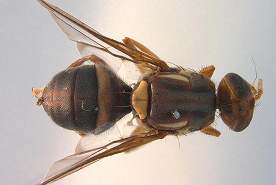 Queensland Fruit fly up close