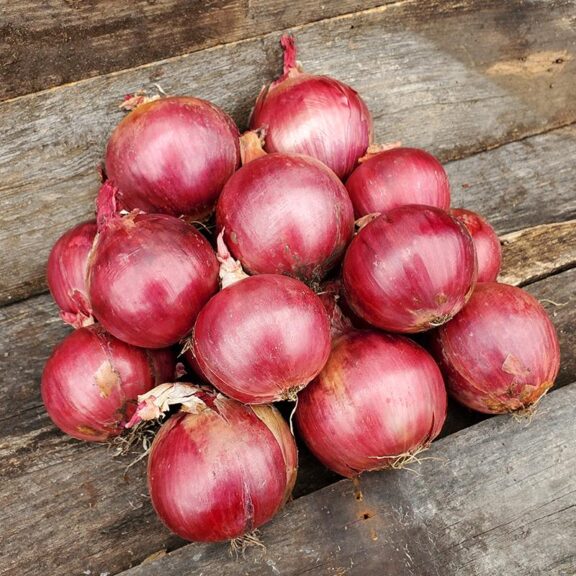 Red Marley (Seminis Vegetable Seeds | Stokes Seeds Inc.)