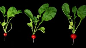 Yes, Increasing Light Does Help Improve Yield of Greenhouse Radishes