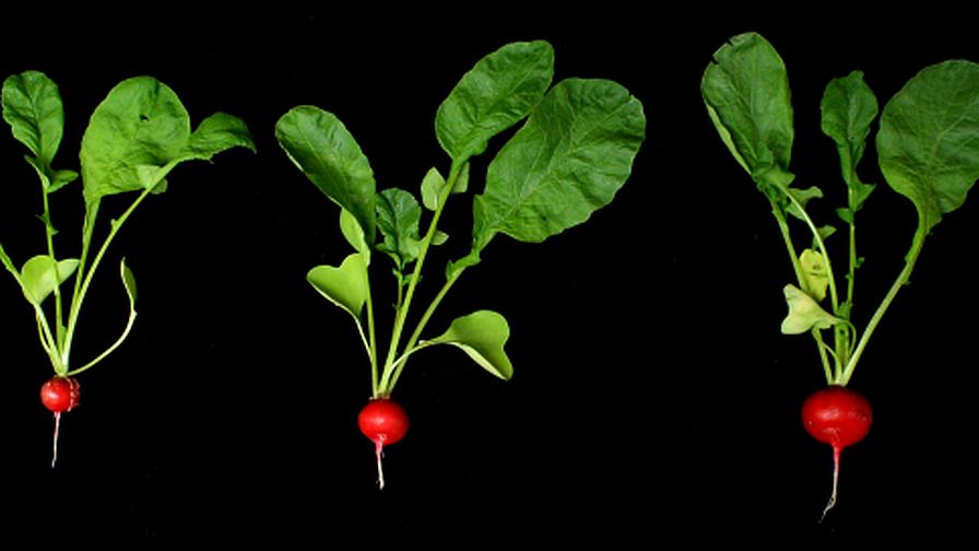 Yes, Increasing Light Does Help Improve Yield of Greenhouse Radishes