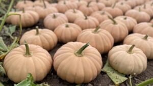 Super Squash and Prime Pumpkin Varieties for Growers To Pick and Choose