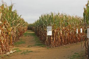 A-Maze-ing Fun Time