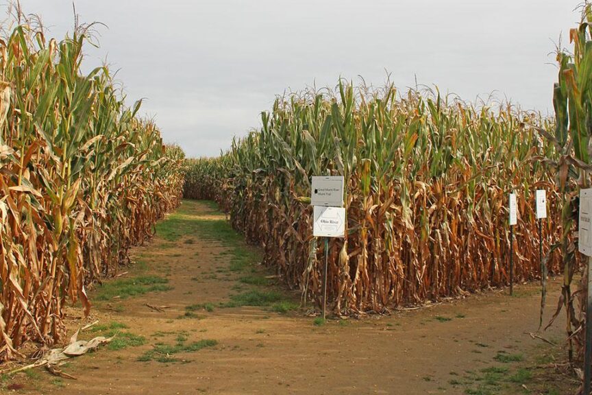 A-Maze-ing Fun Time