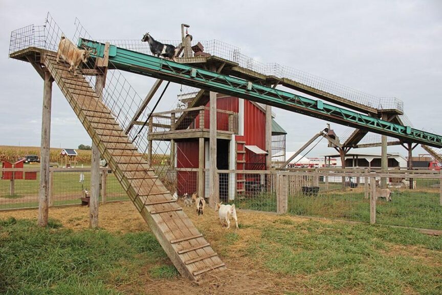 Climbing Goats