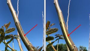 5 Steps To Protect Your Walnut Trees Before the Temperatures Plummet