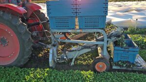 Series 2000 Leafy Greens Harvester (Ortomec)