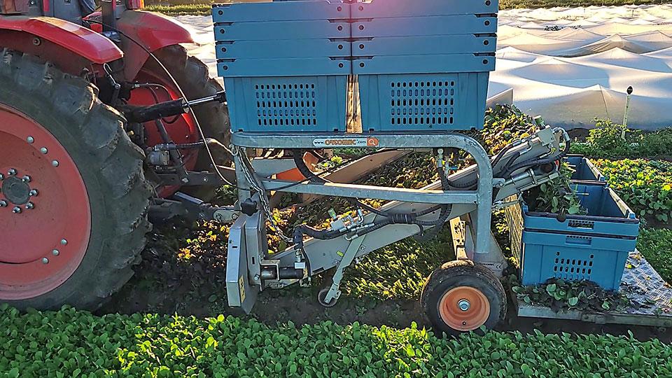 Series 2000 Leafy Greens Harvester (Ortomec)