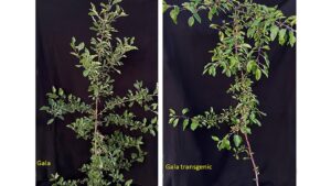 The Science Behind Why Weeping Growth in Apple Trees Defy Gravity