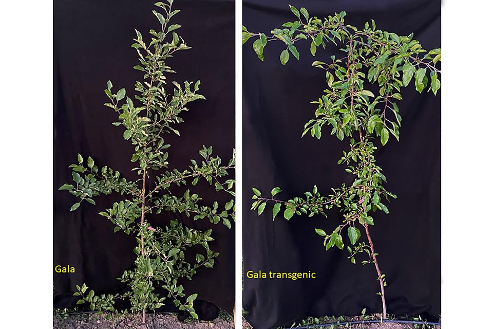 The Science Behind Why Weeping Growth in Apple Trees Defy Gravity