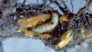 Ways To Help Keep Peach Borers at Bay