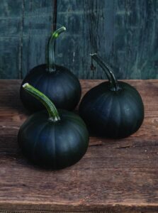 Black Bear (Aneta Jacobs and Dr. Lindsay Wyatt at Johnny's Selected Seeds)