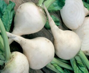 Albino (Seeds by Design)