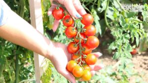 Tonatico (Bejo Seeds)