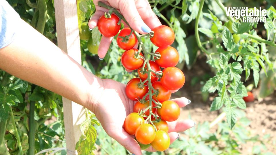 Tonatico (Bejo Seeds)