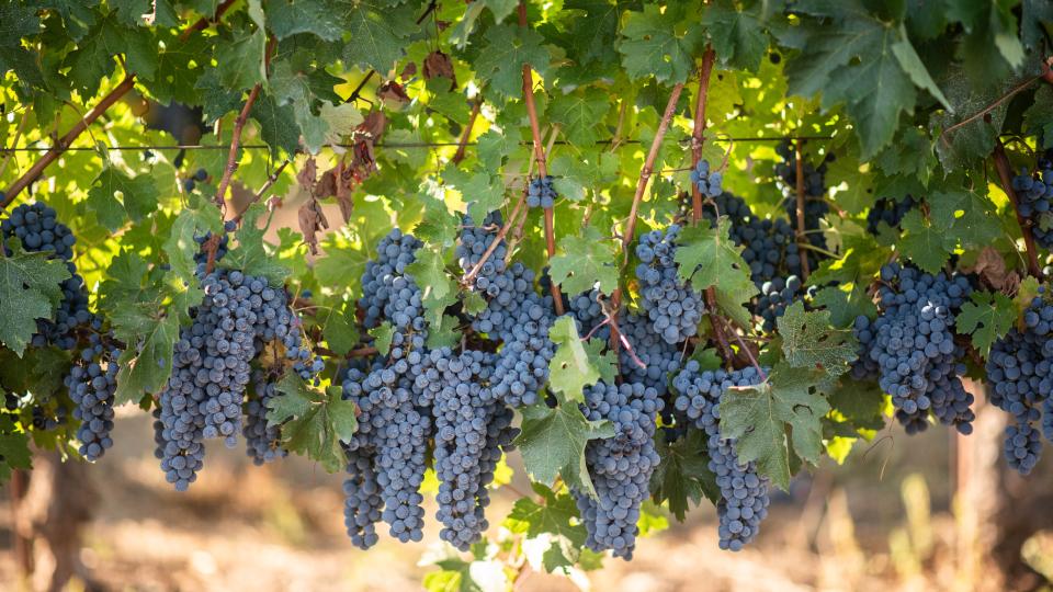One of the Best Harvests in Years? California Vintners Think So