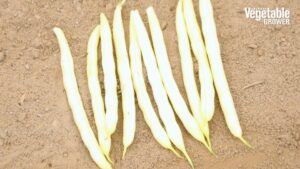 Caspian (Pure Line Seeds)