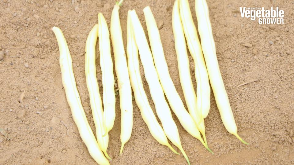 Caspian (Pure Line Seeds)
