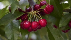 Cheery Cupid - IFG Cher-ten (Sierra Gold Nurseries | Sunridge Nurseries)