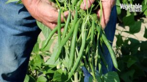 Dark Horse (Seminis Vegetable Seeds)